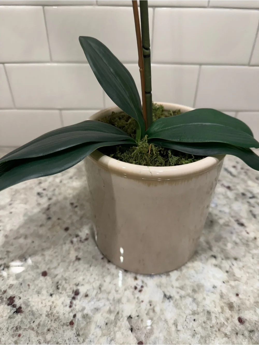 Threshold Tabletop Arrangement White Phalaenopsis Orchid Faux Plant in Cream Pot